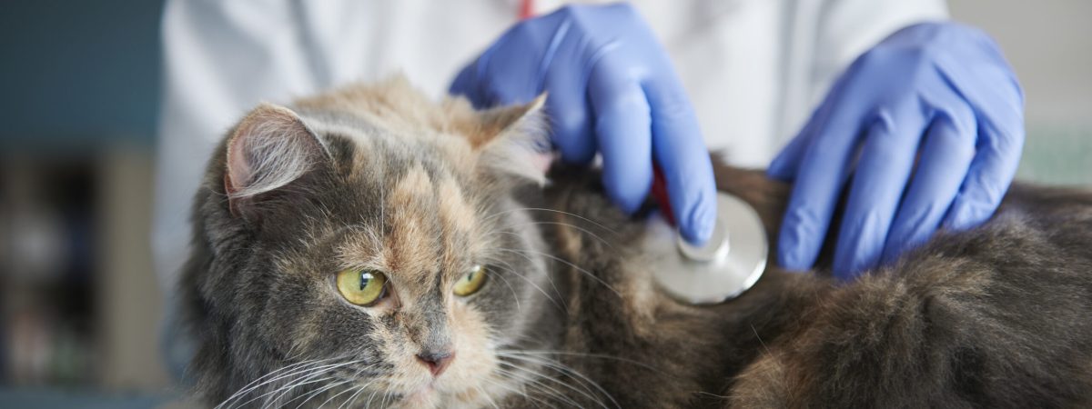 Doctor testing animal with a stethoscope