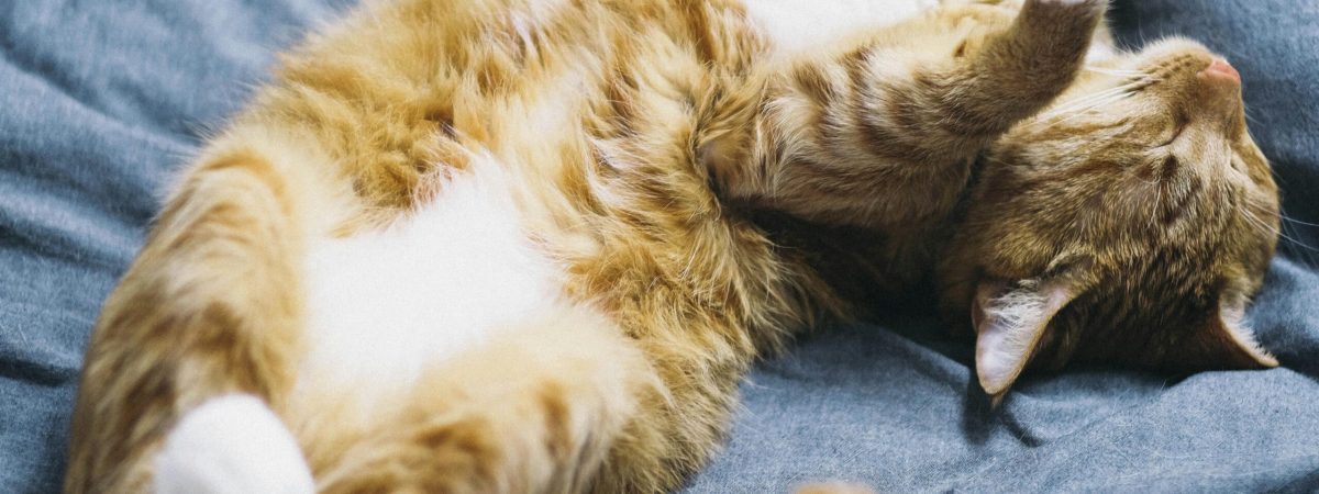 pexels-peng-louis-1418239